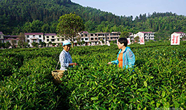 Songluo Green Tea